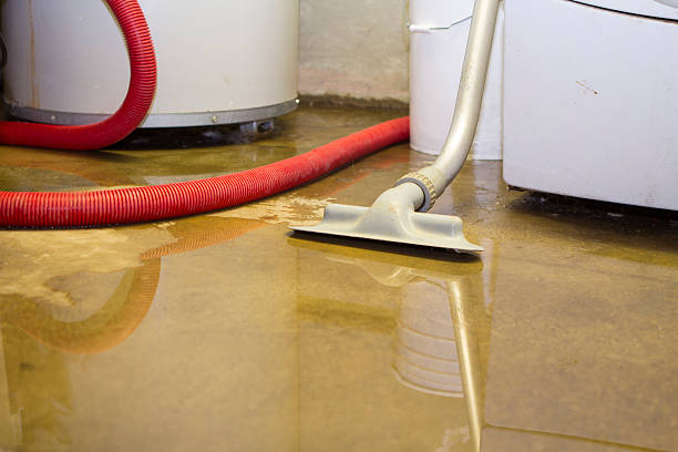 Best Mold removal after water damage  in Burley, ID
